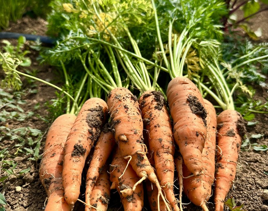 Cuisine de saison et produits locaux à l&rsquo;Auberge du Kochersberg